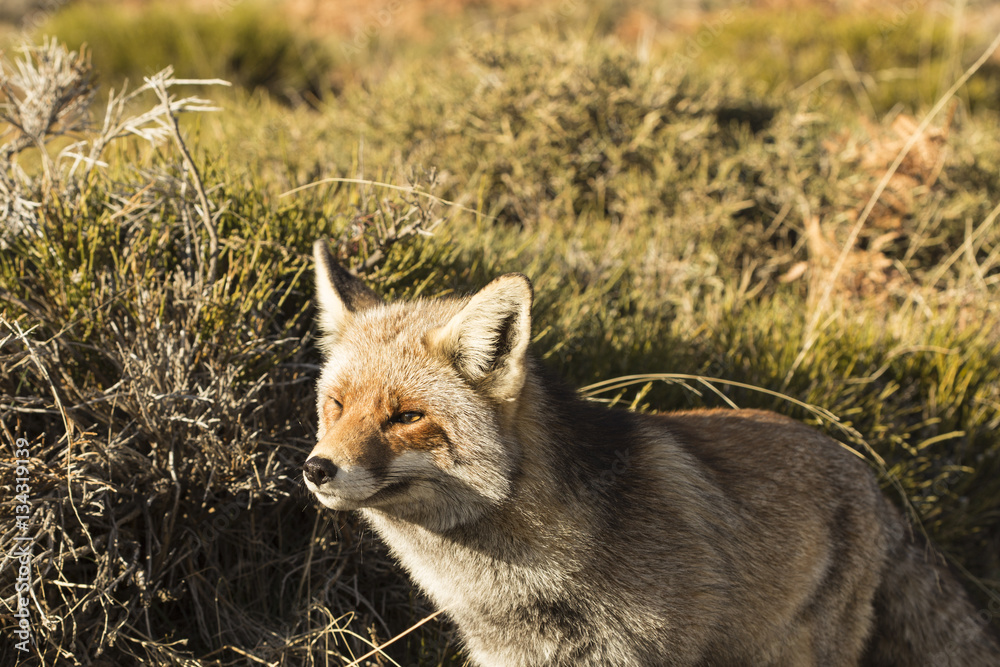 Red Fox in the nature - Vulpes vulpes, European fox.