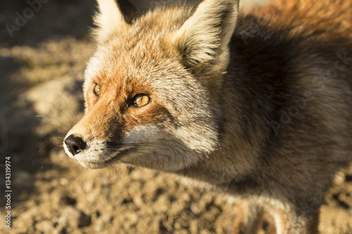 Red Fox in the nature - Vulpes vulpes, European fox.