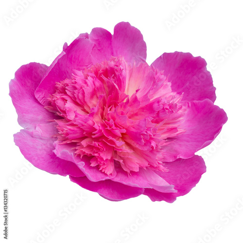 pale pink peonies isolated on white background