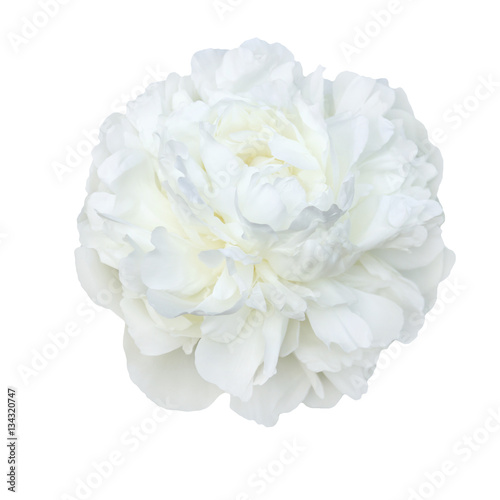  pale white peonies isolated on white background