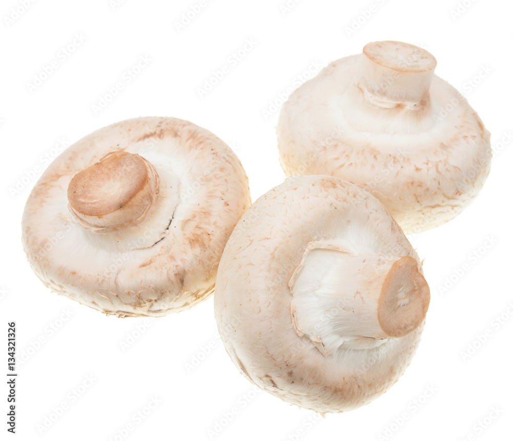 champignons on a white background champignons on a white background