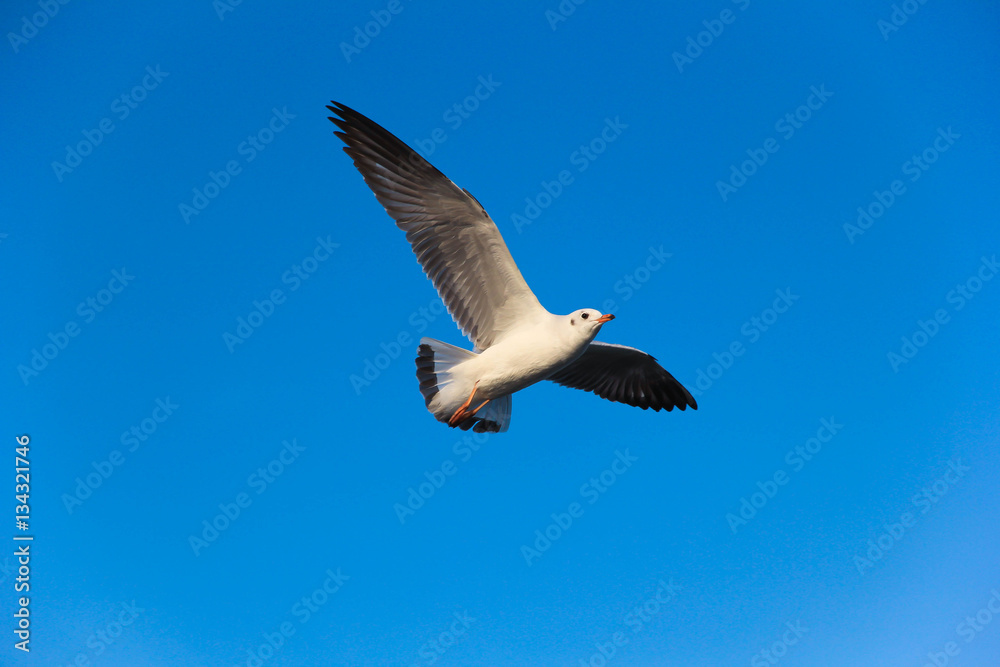 the birds seagull is flying in evening time with blue sky the birds seagull is flying in evening time with blue sky