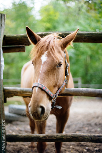 Horse in a box © maximgurtovoy