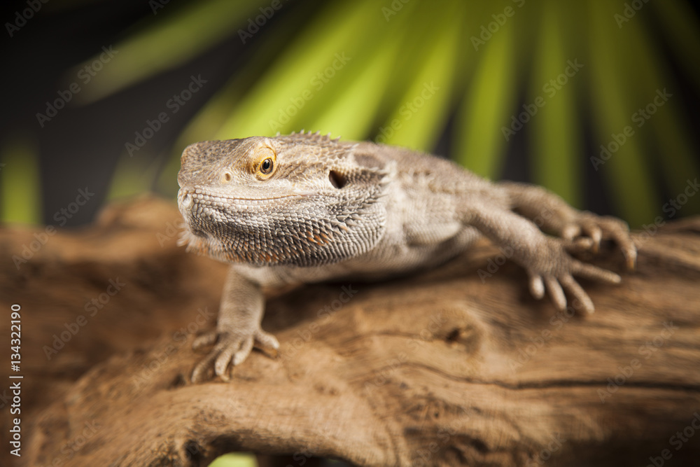 Lizard root, Bearded Dragon on black mirror background Lizard root, Bearded Dragon on black mirror background