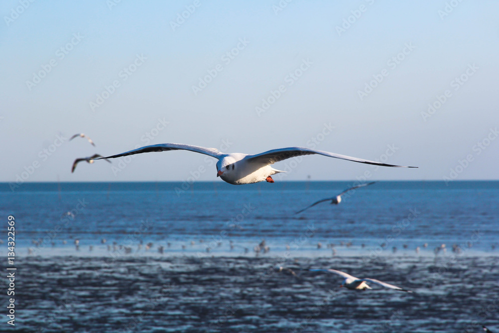 the bird seagulls flying on blue sky in evening time
