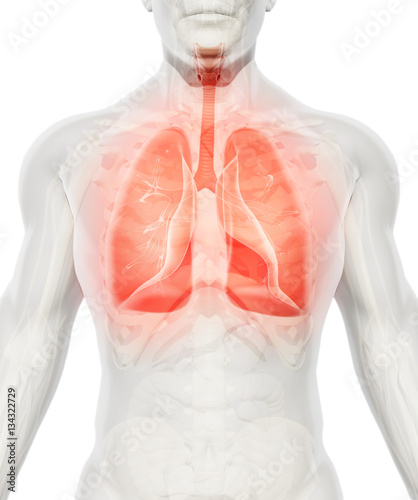 3D illustration of Lungs, medical concept.