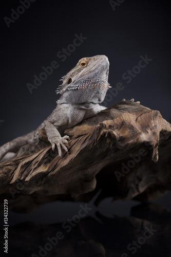 Pet  lizard Bearded Dragon on black background