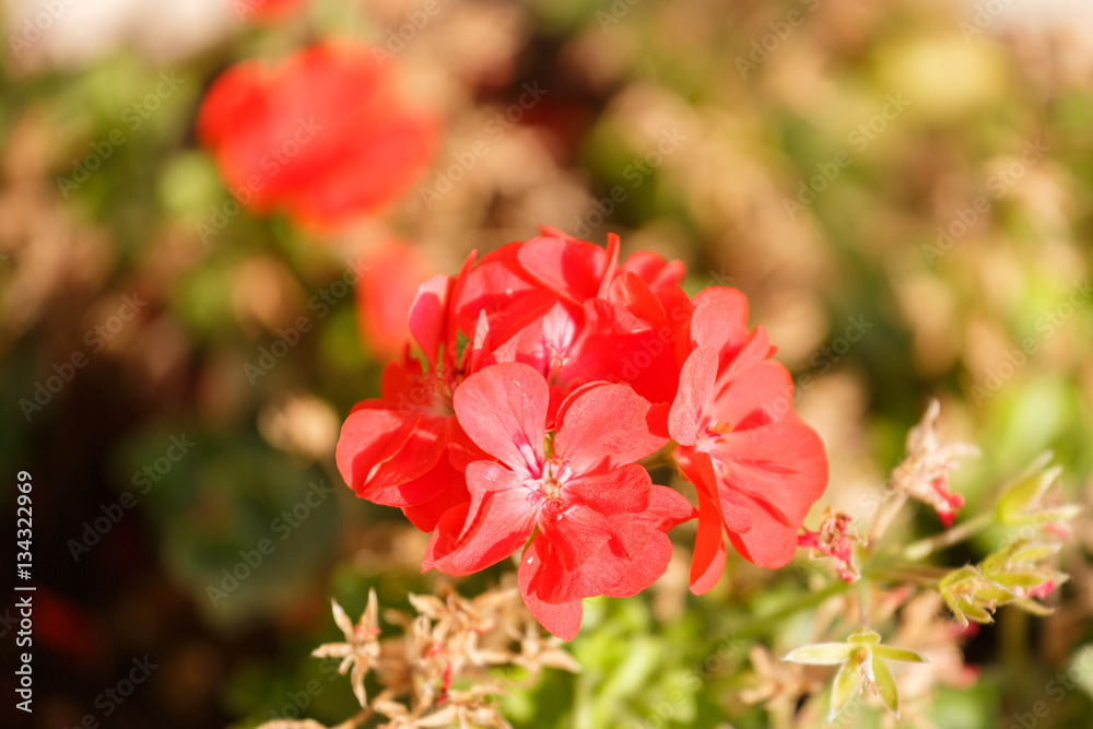 Fototapeta premium Red geranium flowers