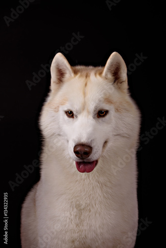 Portrait of a dog breed Siberian Husky