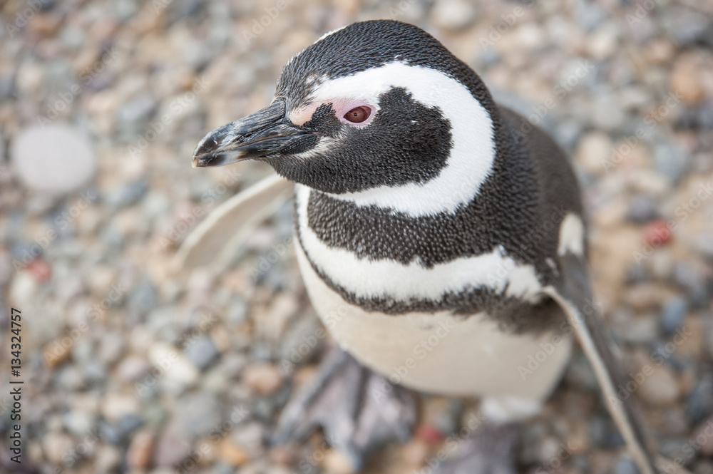 Naklejka premium L'occhio del pinguino di Magellano in dettaglio