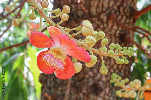 Cannon ball flower Beautiful  (Couroupita guianensis Aubl)  photo