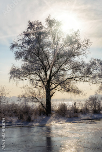 Landscape with a tree, frozen water, ice and snow on the Dnieper river in Kiev, Ukraine, during winter