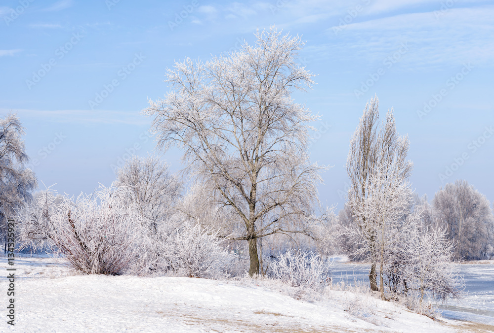 Trees covered by frost, ice and snow close to the Dnieper River in Kiev, Ukraine, during winter Trees covered by frost, ice and snow close to the Dnieper River in Kiev, Ukraine, during winter