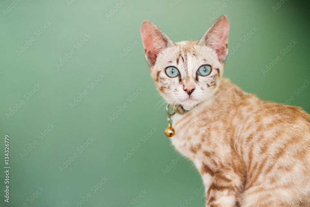 portrait of a domestic cat with green background