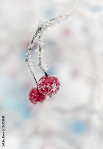 frozen cranberries on white background
