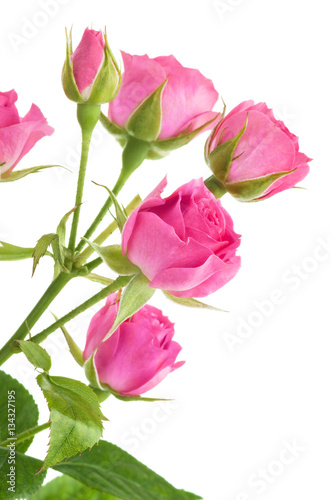 Pink roses