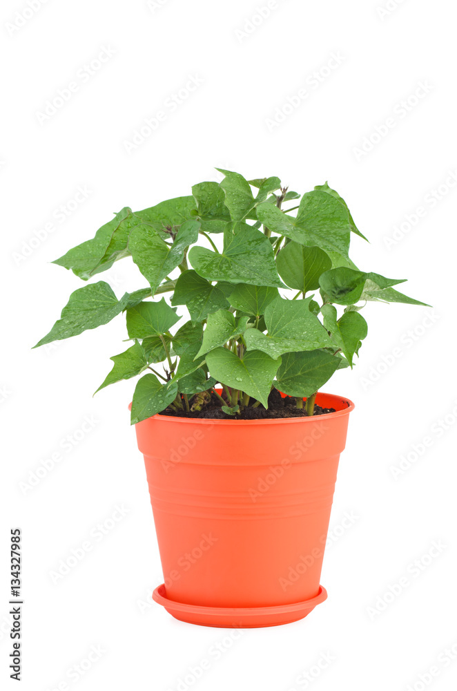 Fototapeta premium Germinated sweet potato in plastic pot