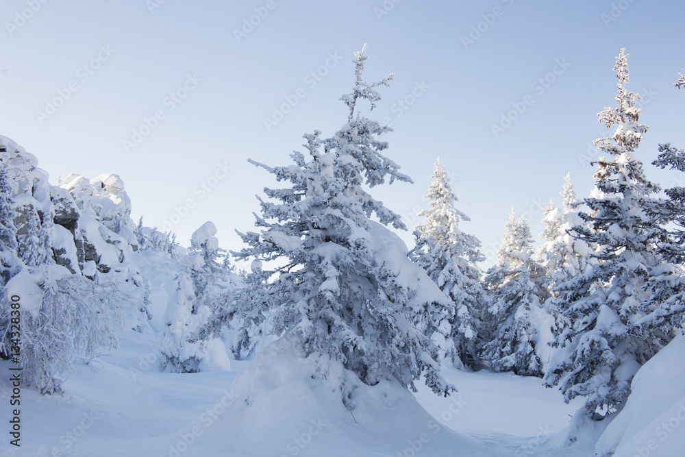 Fototapeta premium Winter landscape. Snow covered fir trees and rocks.