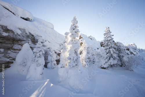 Winter landscape. Snow covered fir trees and rocks.