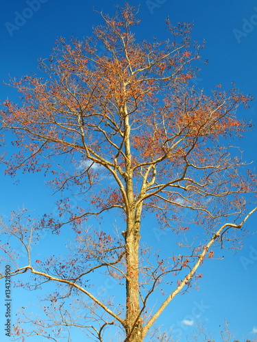 冬の榛の木