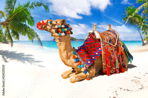 Camel ride on the tropical beach