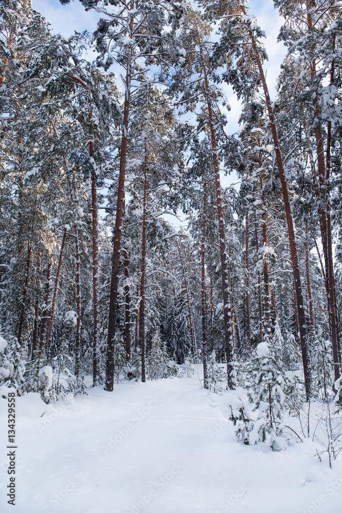 Зимний сосновый лес.