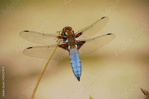 Dragonfly Libellula depressa - male