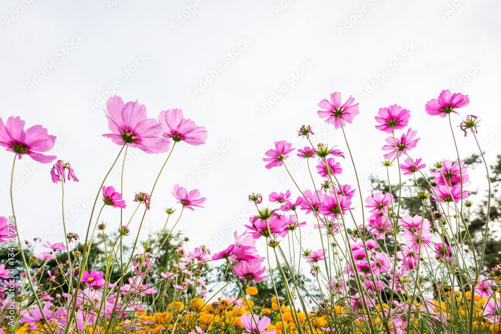 Cosmos flowers against the sky