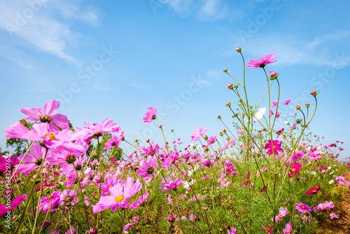 Cosmos flowers with the blue sky background