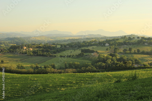 colline marchigiane photo