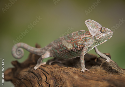 Chameleon, lizard sits at the root
