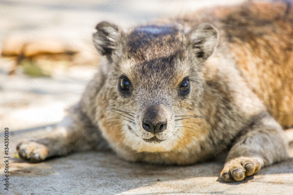 Portrait closeup of a cute furry rock hyrax (Procavia capensis) at Serengeti National Park Portrait closeup of a cute furry rock hyrax (Procavia capensis) at Serengeti National Park