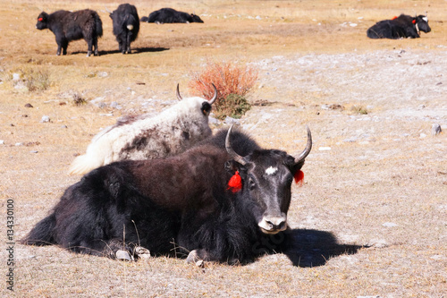 Yaks, high mountain cows, on a pasture, in the autumn, Annapurna Circuit, Himalayas, Nepal, Asia