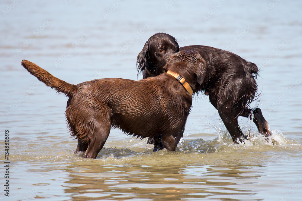 Spielende Hunde am Strand