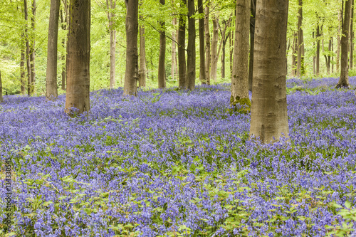 English bluebell woodland.