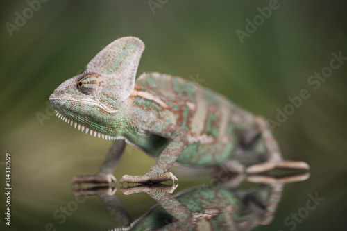 Chameleon on green mirror background