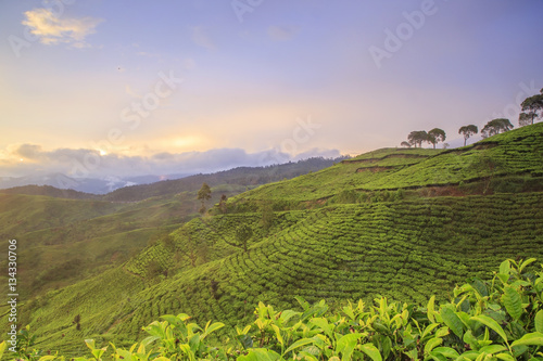 Plantation Tea Pangalengan, West Java, Indonesia photo