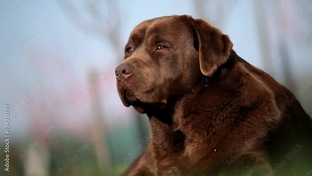 Brown labrador lying on the grass in spring Brown labrador lying on the grass in spring