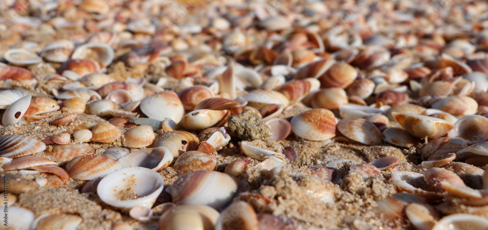 Sea shells on the sandy beach