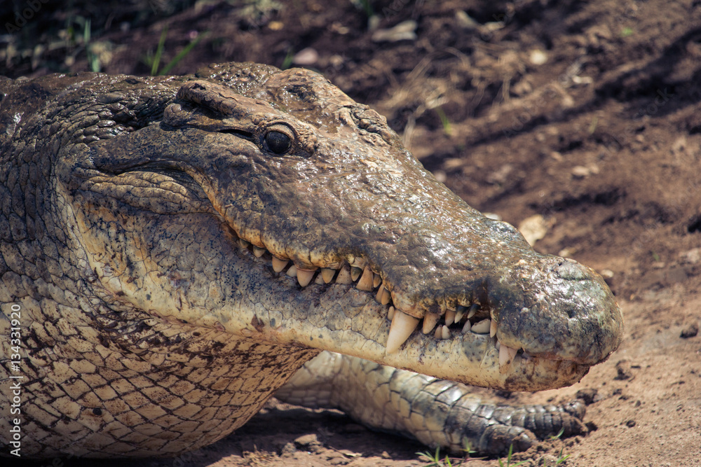 Fototapeta premium Brown Crocodile in Tsavo East National Park