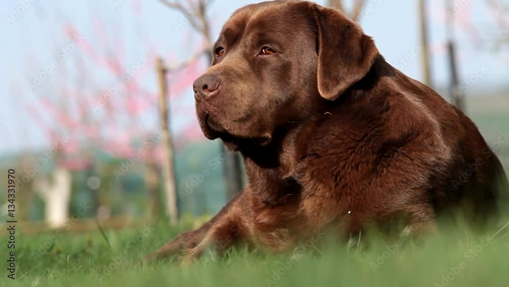 Brown labrador lying on the grass in spring Brown labrador lying on the grass in spring
