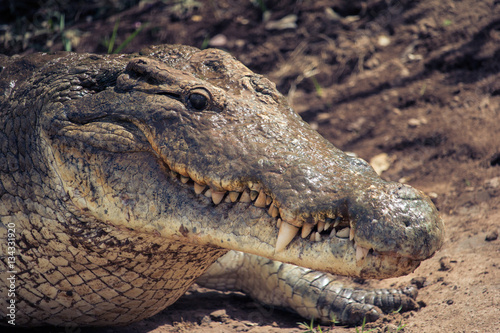Brown Crocodile in Tsavo East National Park