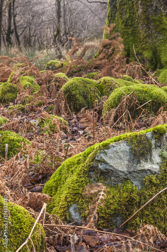 Fototapeta Naklejka Na Ścianę i Meble -  Wild landscape of Dunnerdale