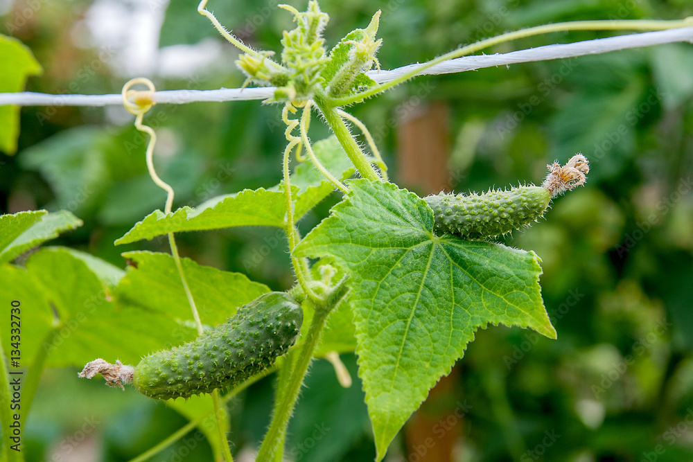Close up view of fresh young cucumber in garden organics farm.. Close up view of fresh young cucumber in garden organics farm..