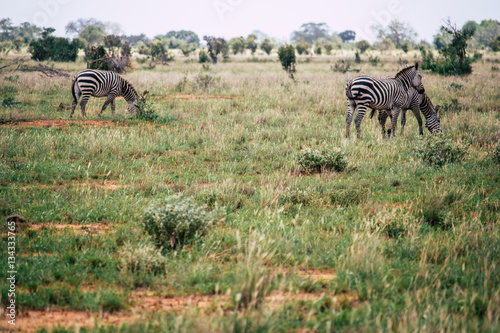 Zebras grazing