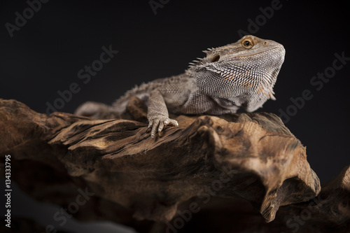 Pet, lizard Bearded Dragon on black background