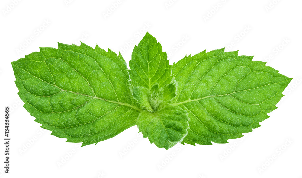 mint isolated on white background mint isolated on white background