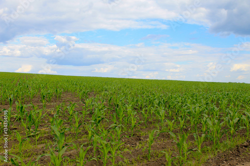 Field of young corn