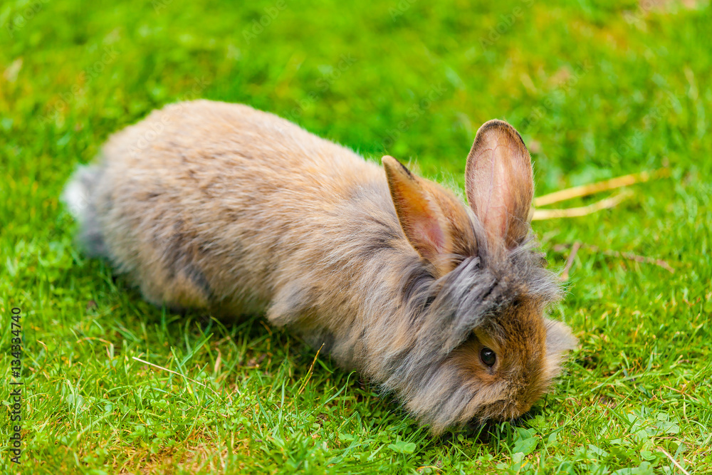 view of a hare on green medow view of a hare on green medow