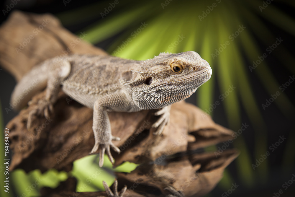 Lizard root, Bearded Dragon on black mirror background Lizard root, Bearded Dragon on black mirror background
